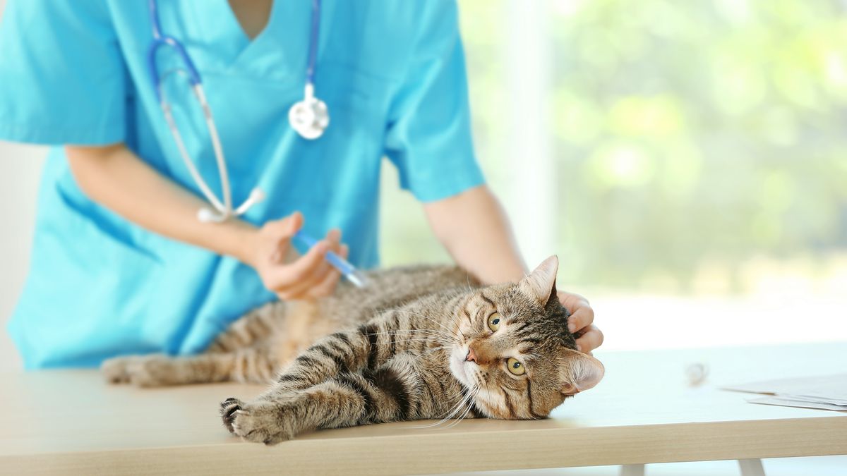 猫のレントゲン費用の目安|1部位いくら?鎮静や部位別の相場