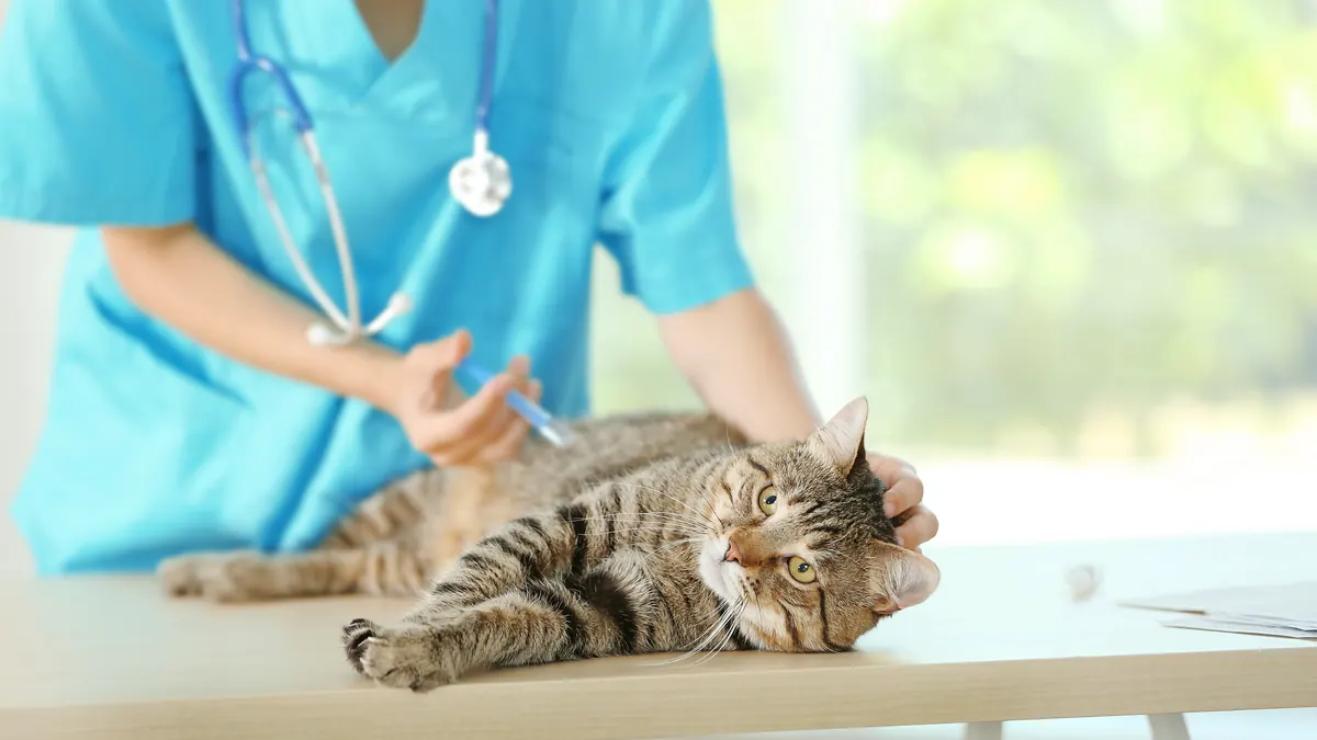 猫を診察する獣医師