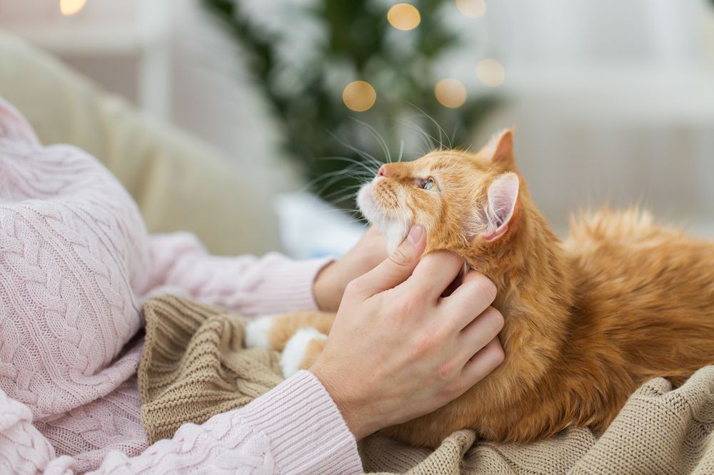 猫の室内飼いにワクチンは必要?打つべき理由と接種間隔の考え方