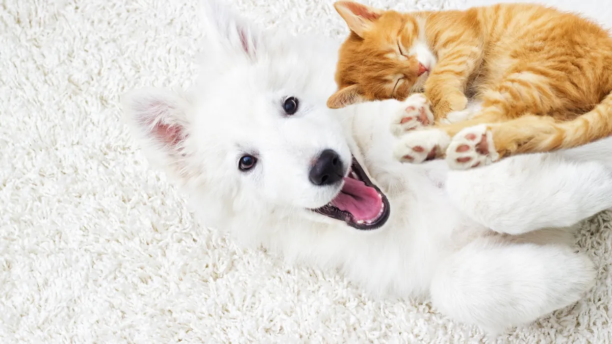 犬種・猫種別