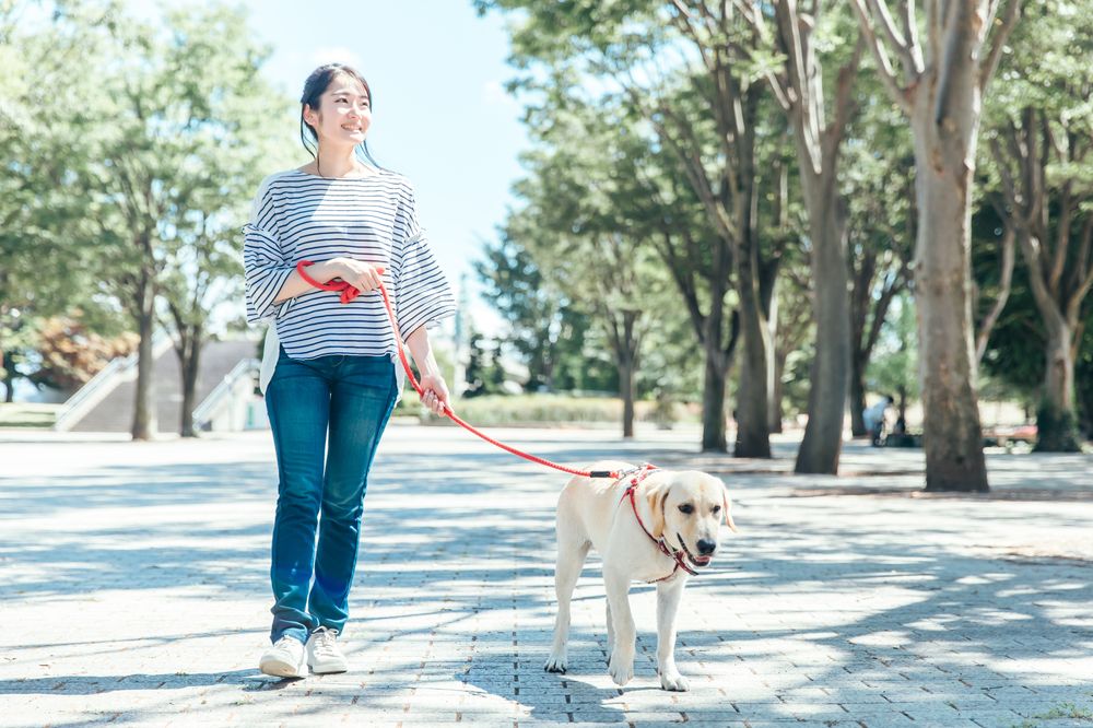 犬が耳をかゆがる・臭いのは外耳炎?原因と受診の目安