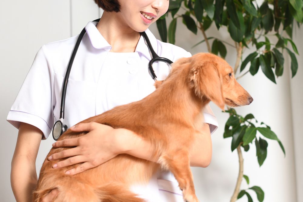 犬の血液検査の費用相場は?項目別の目安と受ける前の準備を解説