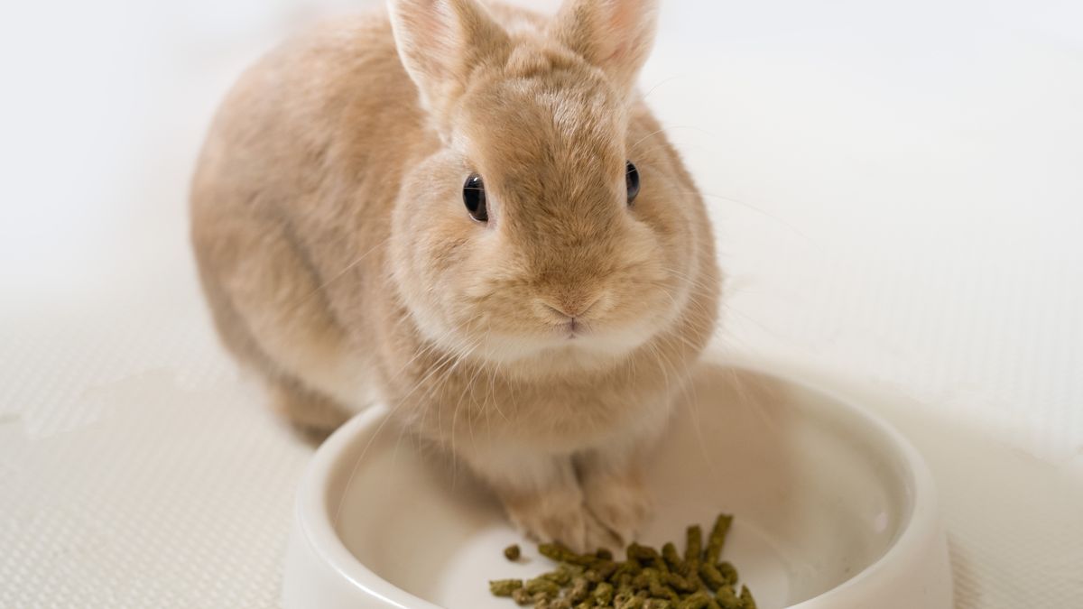 モルモットの動物病院の費用は?診察料の目安と病院の探し方