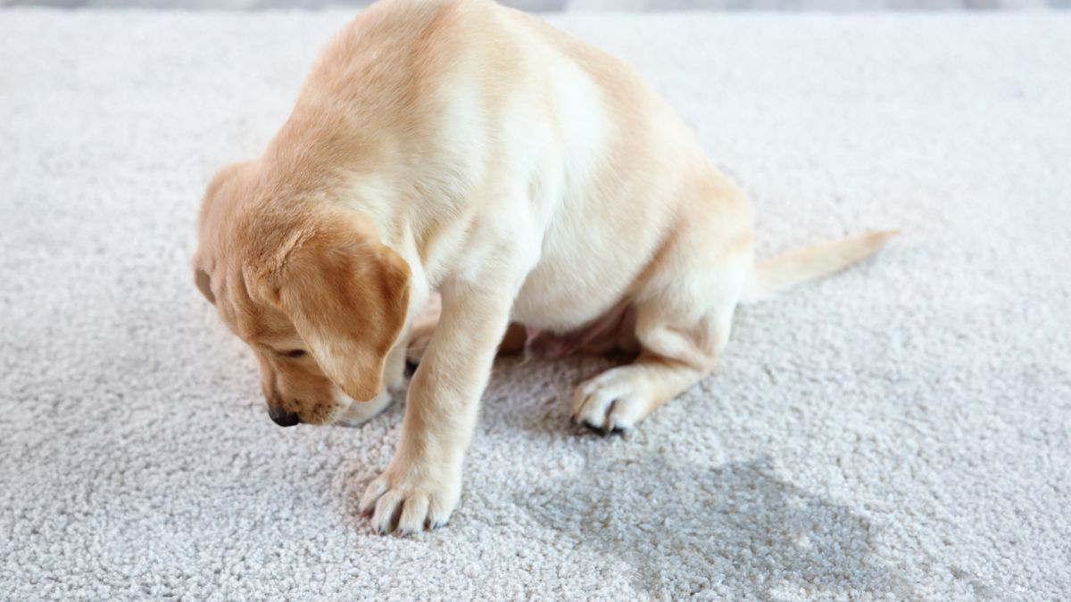 犬が震える・元気ない原因|すぐ受診すべき危険なサインと対処法