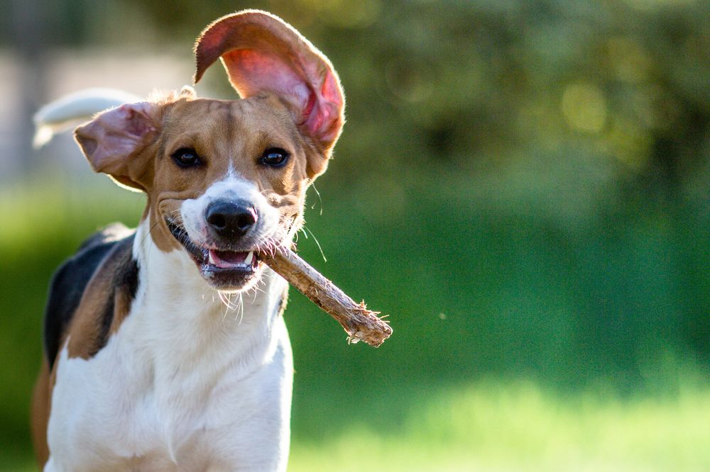 犬の誤飲で今すぐすべき対処は?危険サインと受診の目安を解説