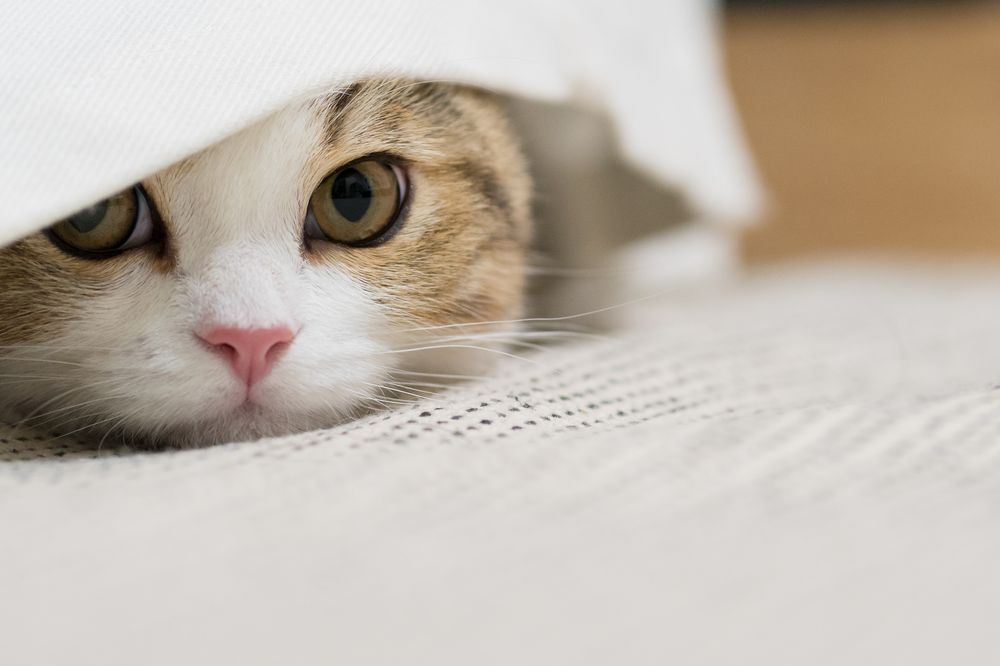 猫の便秘は何日で受診?危険なサインと家庭でできる対処法を解説