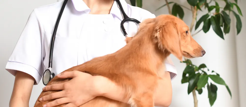 犬を抱く獣医師