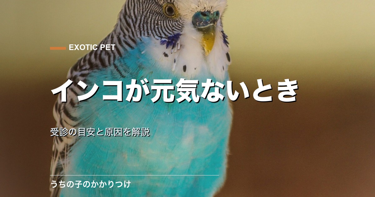 インコが元気ない・膨らむときは?受診の目安と原因を解説