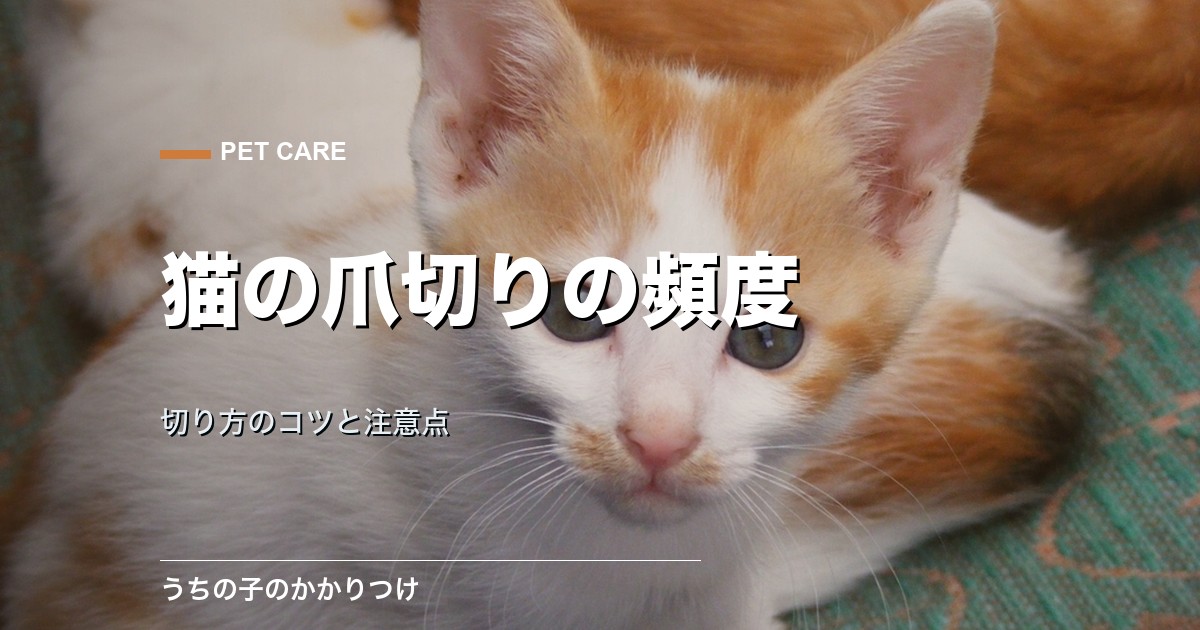 猫の爪切りの頻度は月1回が目安|切り方のコツと注意点