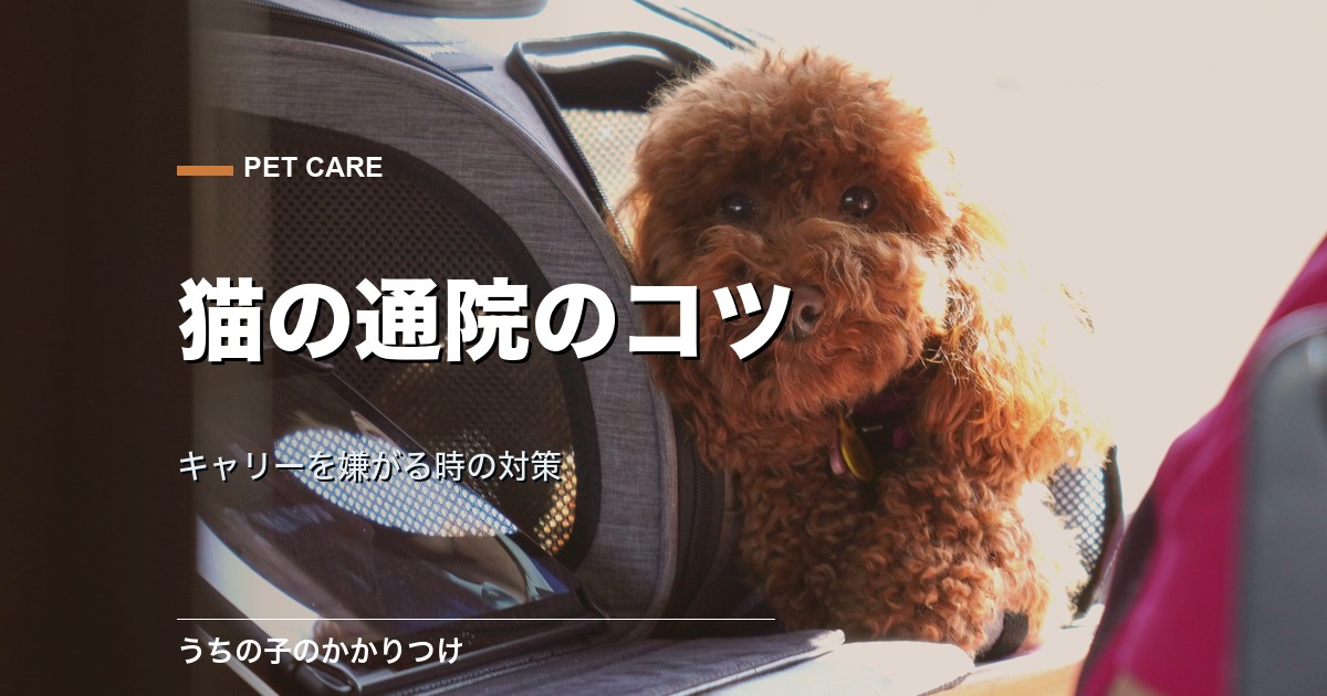 猫の動物病院への連れて行き方|キャリーを嫌がる時の対策