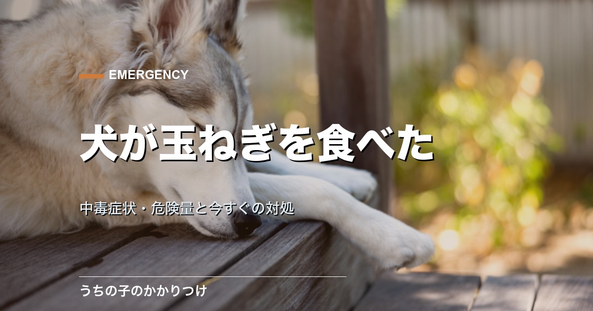 犬が玉ねぎを食べた|中毒症状・危険量と今すぐの対処