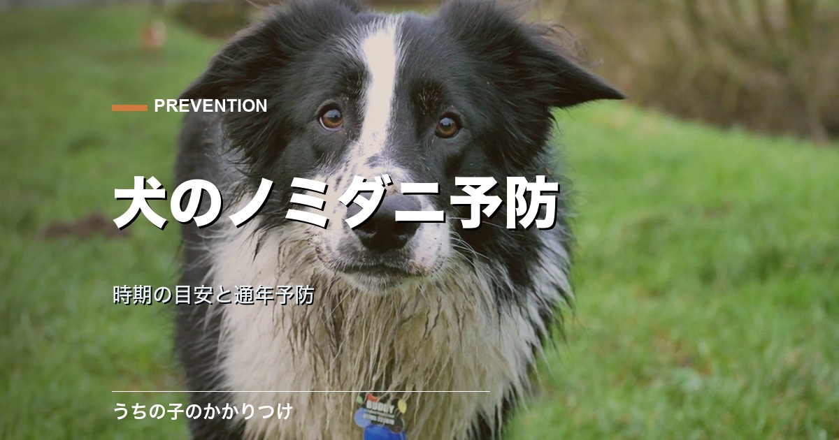 犬のノミダニ予防はいつから?時期の目安と通年予防が必要な理由