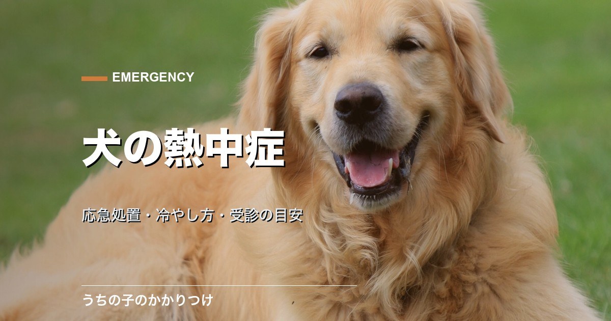 犬の熱中症の対処法|応急処置・冷やし方・受診の目安を解説