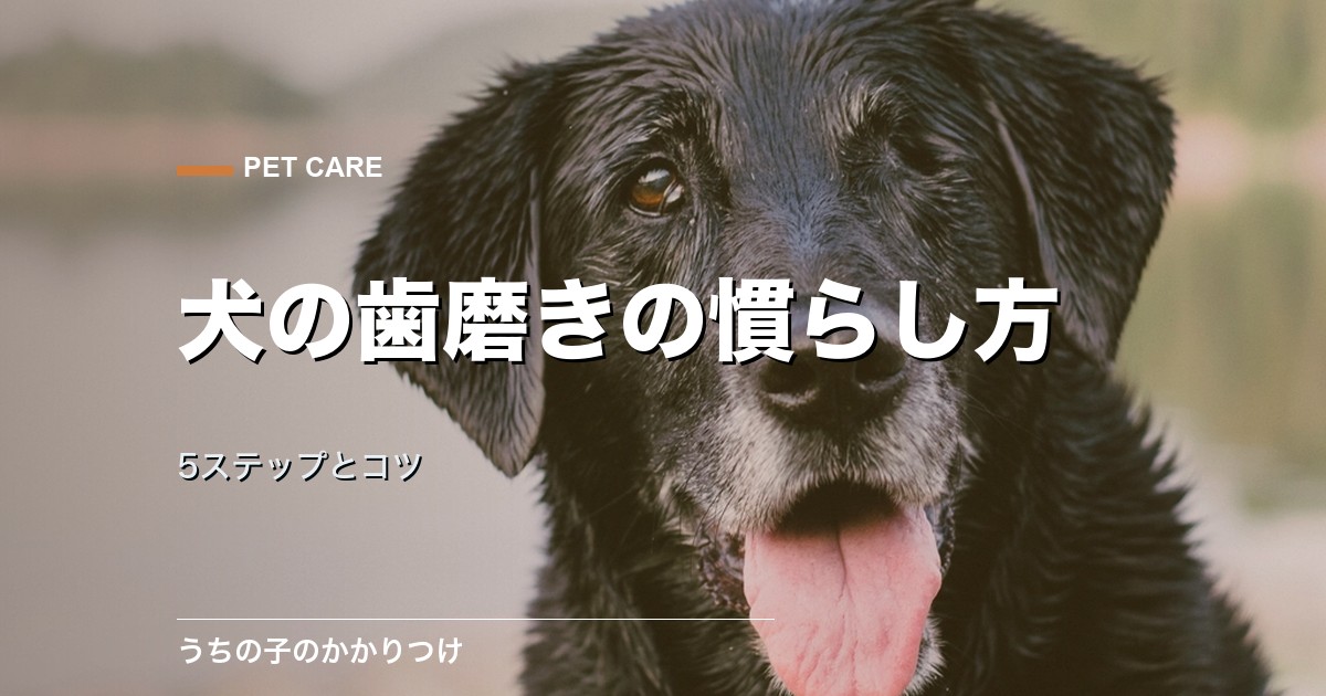 犬が歯磨きを嫌がるときは?5ステップの慣らし方とコツを解説