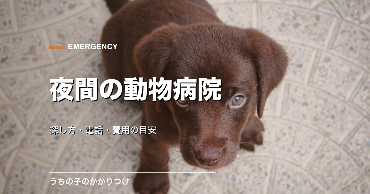 動物病院に夜間かかるには?探し方・電話のかけ方・費用の目安