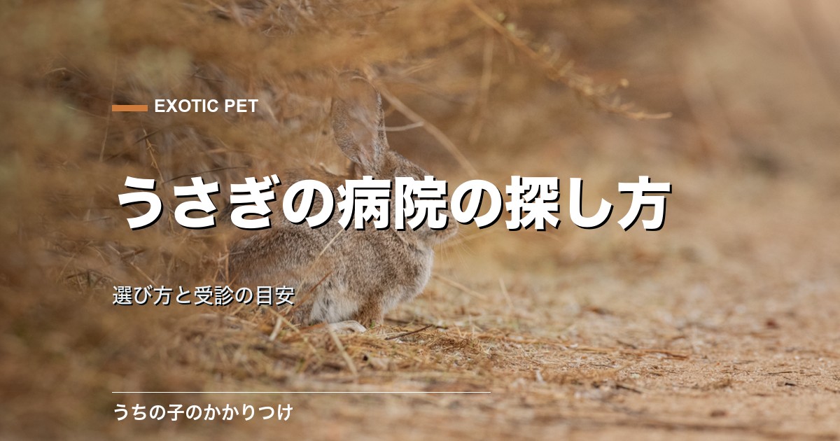 うさぎを診てくれる動物病院の探し方|選び方と受診の目安も解説