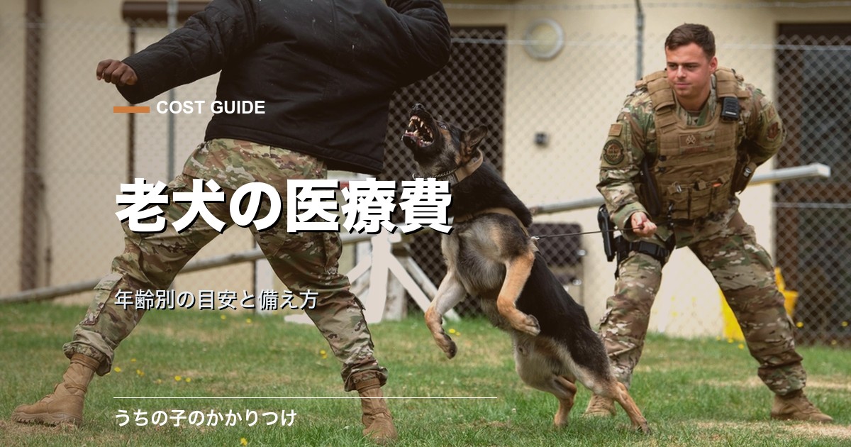 老犬の医療費はいくら?年齢別の目安と備え方